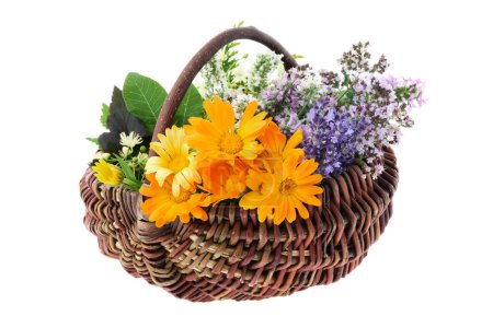 Photo for Basket full of healthy fresh medicinal herbs, isolated on white. Calendula, lavender, oregano, balm mint, melissa flowers. Alternative herbal medicine. - Royalty Free Image