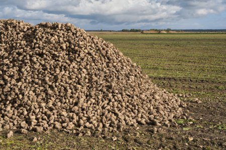 Photo for Large pile of sugar beets. Sugar beet root crop in the field after harvesting in the fall. - Royalty Free Image