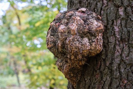 Téléchargez les photos : Un champignon Chaga sur un tronc d'arbre. Un champignon amadou. Champignon Chaga médicinal, nom latin - Inonotus obliquus. - en image libre de droit