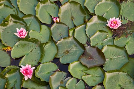 Téléchargez les photos : Nymphes d'eau fleurs de lys et feuilles vertes fond naturel, vue de dessus. - en image libre de droit