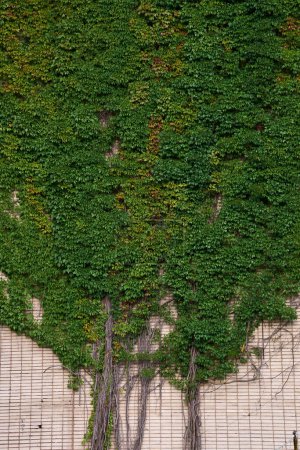 Photo for Wall overgrown with Parthenocissus quinquefolia plant, known as Virginia creeper or Boston Ivy, five leaved ivy or five-finger wild grape. A wall of green. - Royalty Free Image