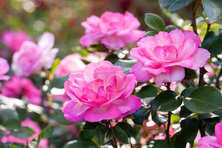 Téléchargez les photos : Rosiers roses dans le jardin d'été. - en image libre de droit