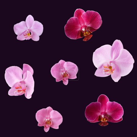 Foto de Conjunto de orquídeas aisladas sobre fondo púrpura oscuro. Flores de orquídea para el diseño y para crear patrones sin costuras. - Imagen libre de derechos