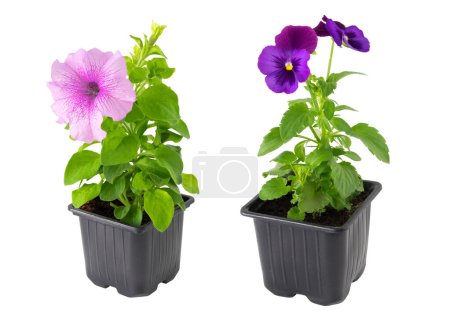Téléchargez les photos : Pansies alto tricolore et pétunia fleurs dans des pots en plastique, isolé sur blanc. - en image libre de droit