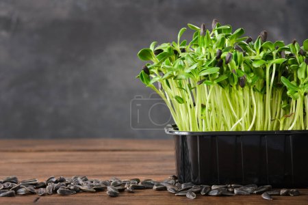Foto de Brotes de semillas de girasol para una alimentación saludable. Microgreens. Plántulas de crecimiento verde. - Imagen libre de derechos