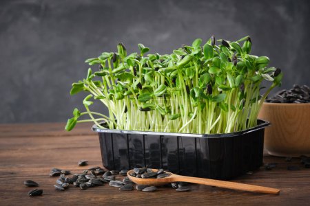 Foto de Brotes de semillas de girasol para una alimentación saludable. Microgreens. Plántulas de crecimiento verde. - Imagen libre de derechos