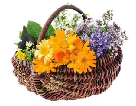Photo for Basket full of healthy fresh medicinal herbs, isolated. Calendula, lavender, oregano, balm mint, melissa flowers. Alternative herbal medicine. - Royalty Free Image