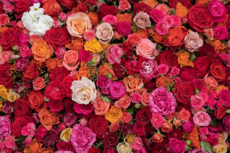 Téléchargez les photos : Fond rose. Fleurs colorées fond mural avec des roses étonnantes. Fleurs de roses fond festif, bouquet carte florale. De belles roses fraîches, vue sur le dessus, plat. - en image libre de droit