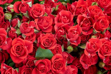 Téléchargez les photos : Fleurs de roses rouges fond festif, bouquet carte florale. Fleurs rouges fond mural avec des roses étonnantes. Belles fleurs roses, vue sur le dessus, plat. - en image libre de droit