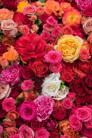 Téléchargez les photos : Fond rose. Fleurs colorées fond mural avec des roses étonnantes. Fleurs de roses fond festif, bouquet carte florale. De belles roses fraîches de différentes couleurs, vue de dessus, plat. - en image libre de droit