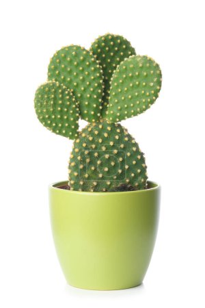 Foto de Pera espinosa, cactus de opuntia en una maceta verde sobre un fondo blanco. - Imagen libre de derechos