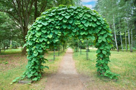 Photo for Arch of tropical jungle lianas, woody climbing vine. Alley with empty green arches, natural green corridor in summer park. - Royalty Free Image