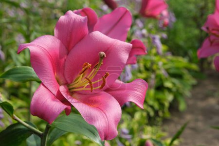Foto de Lirio rosa de cerca en el lecho de flores en el jardín de verano. - Imagen libre de derechos