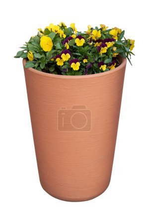 Photo for Beautiful pansies, violets, violas  growing in the flowerpot. Viola tricolor spring flowers in flower pot, isolated on white. Urban landscape design element. - Royalty Free Image