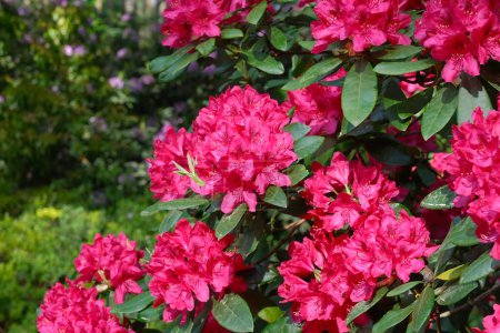 Beautiful red rhododendron flowers, lushly blooming Rhododendron bushes in summer garden.