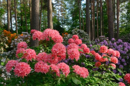 Beautiful pink rhododendron flowers close up, lushly blooming rhododendrons on background. Rhododendron bushes in summer pine forest. 