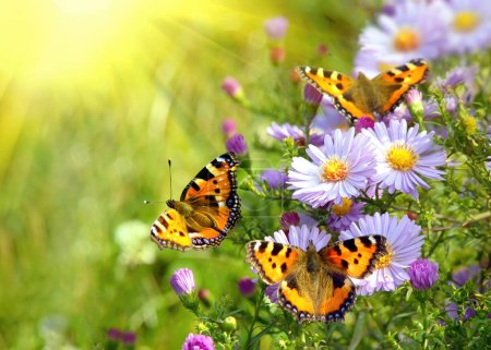 Three butterflies on the blooming flowers in the garden. Photo from above of serence summer scene with vibrant colors and sun light