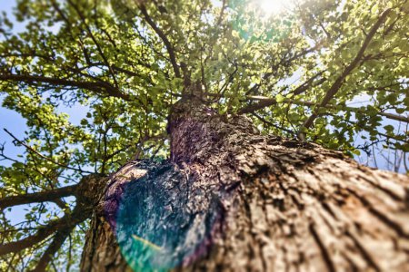 Téléchargez les photos : Vue en angle bas du tronc d'arbre avec écorce brun foncé et branches pleines de feuillage vert luxuriant. Beau ciel bleu et lumière du soleil sur le fond. - en image libre de droit
