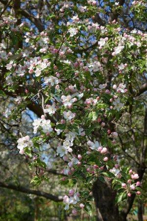 Photo for Beautiful spring flowering of apple trees covered with lush green leaves and fresh aroma blossoms. Natural process of plants growth. - Royalty Free Image