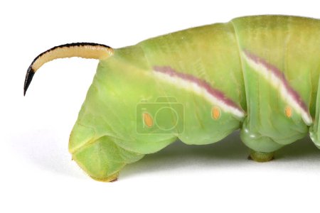 Foto de Green caterpillar Privet hawk moth (Sphinx ligustri) or moth butterfly (Sphingidae)  on white. Side view. - Imagen libre de derechos