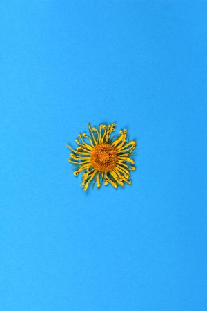 Photo for Withered yellow chamomile on a blue background. High resolution photo. - Royalty Free Image