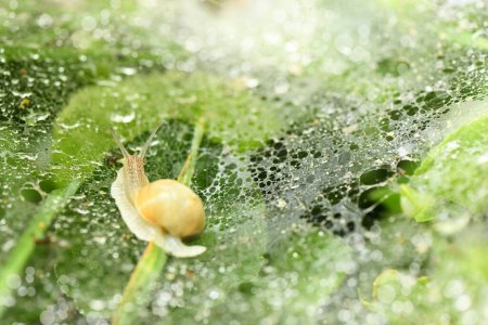 Photo for Snail on a web with drops of morning dew. Side view. High resolution photo. - Royalty Free Image