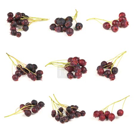 Nine berries of amelanchier or chuckley pear. High resolution photo. Full depth of field.