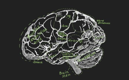 Téléchargez les photos : Schéma cerveau humain millésime pour l'éducation ou la science. Carte mentale détaillée typographie avec cerveau humain divisé en secteurs physiologiques. Dessin à la craie sur fond tableau noir. - en image libre de droit