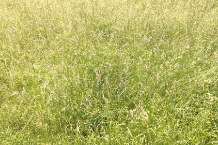 Bentgrass. Arrière-plan de prairies herbeuses, gros plan. L'herbe du pré est sèche et duveteuse. Couleur douce et douce de l'été ou de l'automne. Agrostis, plantes courbées ou courbées. Poa, bluegrass. Paix et tranquillité.