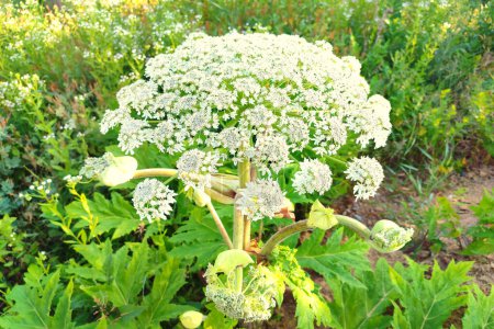 Heracleum mantegazzianum, commonly known as giant hogweed, is a monocarpic perennial herbaceous flowering plant in the carrot family Apiaceae.