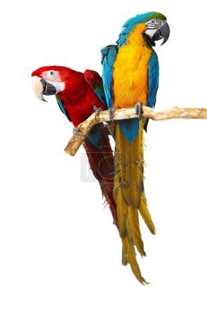Two parrots isolated on white background