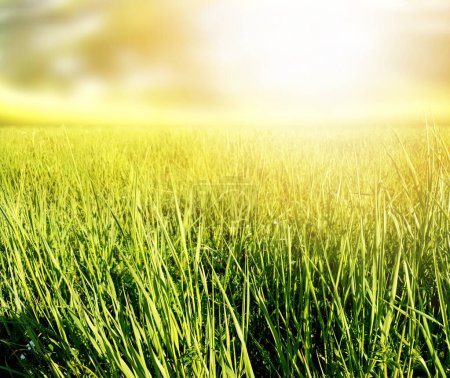 Téléchargez les photos : Fond nature avec herbe et soleil - en image libre de droit