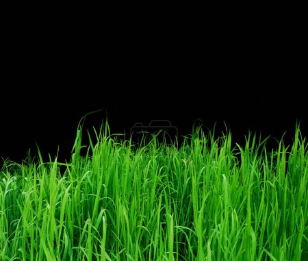 Téléchargez les photos : Pousses d'herbe verte sur fond noir - en image libre de droit