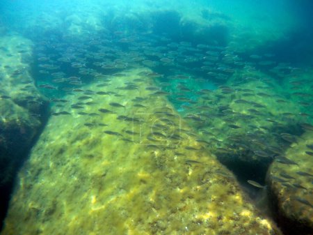 Foto de Manada de peces en el Mar Caspio. Jamb de cucaracha. Mar Caspio. Mes de junio 2021 año. - Imagen libre de derechos