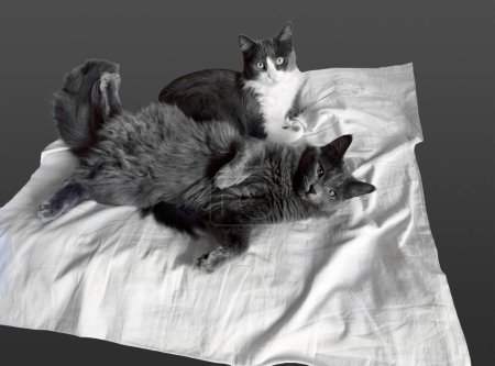 Foto de Gato sentado el gato está mintiendo. Primer plano. Aislado sobre fondo gris. - Imagen libre de derechos
