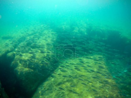 Foto de Manada de peces en el Mar Caspio. Jamb de cucaracha. Mar Caspio. Mes de junio 2021 año. - Imagen libre de derechos