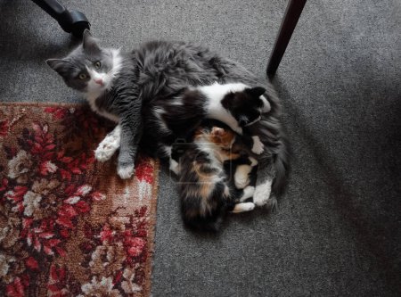 Foto de Gato sentado el gato está mintiendo. Primer plano. Aislado sobre fondo gris. - Imagen libre de derechos