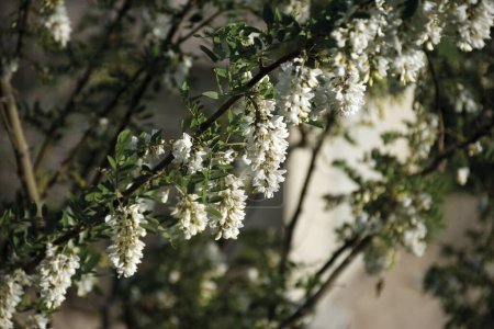 Foto de Clústeres de acacia blanca. Flores de acacia en el mes de mayo. - Imagen libre de derechos