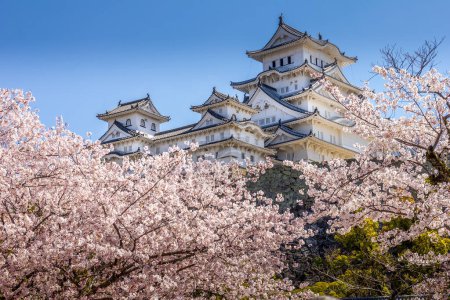 Téléchargez les photos : La fleur de cerisier et le château Himeji au Japon - en image libre de droit