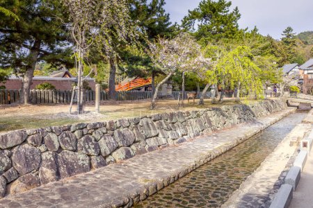 Rehe streifen frei durch die Straßen der Insel Miyajima, Japan