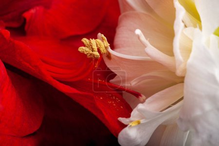 Photo for Metaphor of love passion sex erotic couple, two amaryllis flowers touching each other - Royalty Free Image