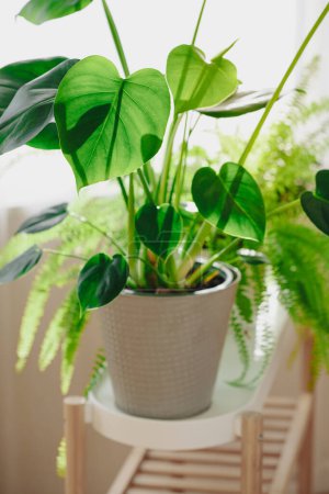 Téléchargez les photos : Plantes d'intérieur vertes nephrolepis et monstera dans des pots de fleurs blanches sur la fenêtre - en image libre de droit