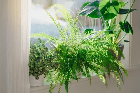 Téléchargez les photos : Plantes d'intérieur vertes fittonia, nephrolepis et monstera dans des pots de fleurs blanches sur la fenêtre - en image libre de droit
