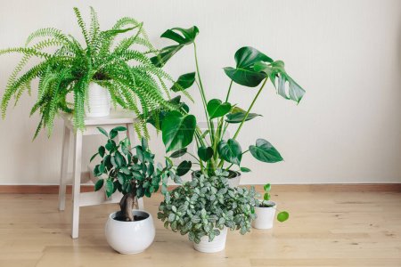Téléchargez les photos : Houseplants fittonia, monstera, nephrolepis et ficus microcarpa ginseng en pots de fleurs blancs - en image libre de droit