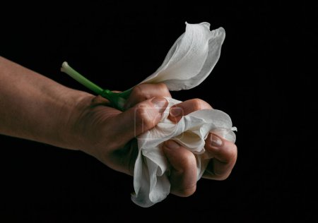 Photo for Hand crumpling white fragile flower, metaphor of violence abuse aggression - Royalty Free Image