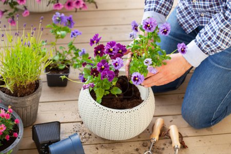 Téléchargez les photos : Homme jardinier plantation pansy, fleurs de lavande en pot de fleurs dans le jardin sur la terrasse - en image libre de droit