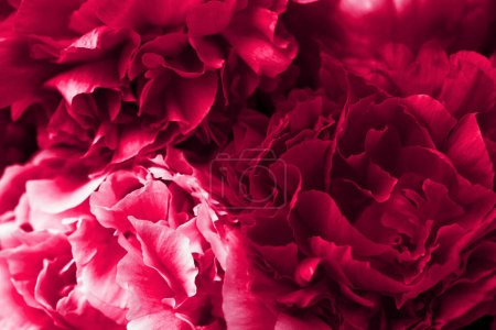 Téléchargez les photos : 2023 couleur Viva Magenta, beau fond de fleur de pivoine rose - en image libre de droit