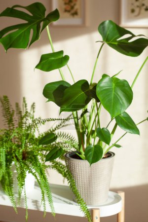 Téléchargez les photos : Plantes d'intérieur vertes fittonia, nephrolepis et monstera dans des pots de fleurs blancs - en image libre de droit