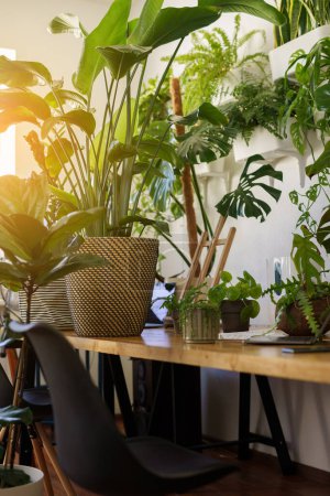 Téléchargez les photos : Un espace de bureau luxuriant rempli de plantes et de soleil chaud, doté d'un bureau, d'une chaise et d'une végétation abondante - en image libre de droit