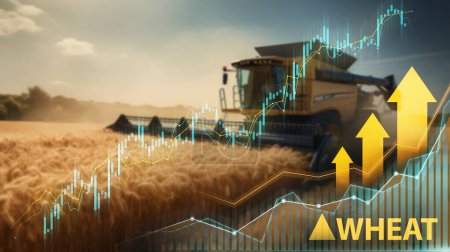 Puesta de sol sobre campos de trigo con una cosechadora combinada y gráficos de aumento financiero